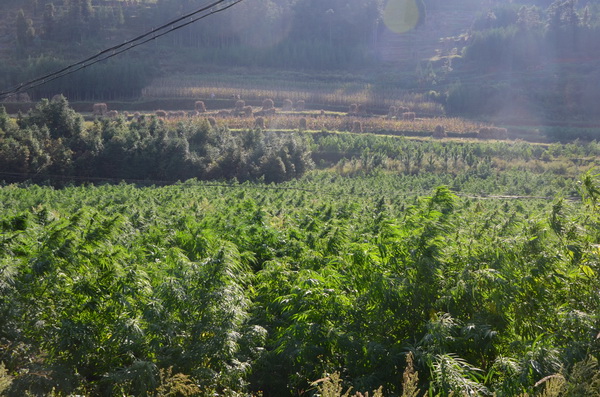 工業(yè)大麻全景