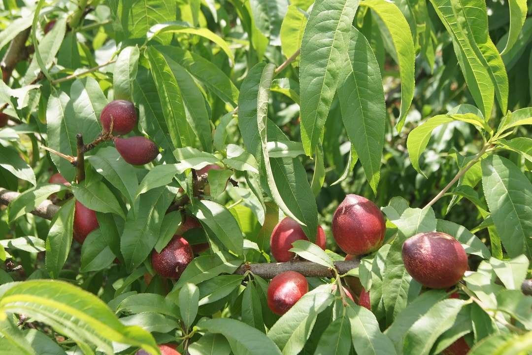 圖二，冒水洞村油桃產(chǎn)業(yè).JPG